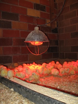 Day Old Chicks in Chicken House